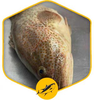 خرید ماهی هامور درسته در تهران به صورت آنلاین و اینترنتی و محصولات دریایی دیگر از فروشگاه انلاین پروتئینی دارا فود