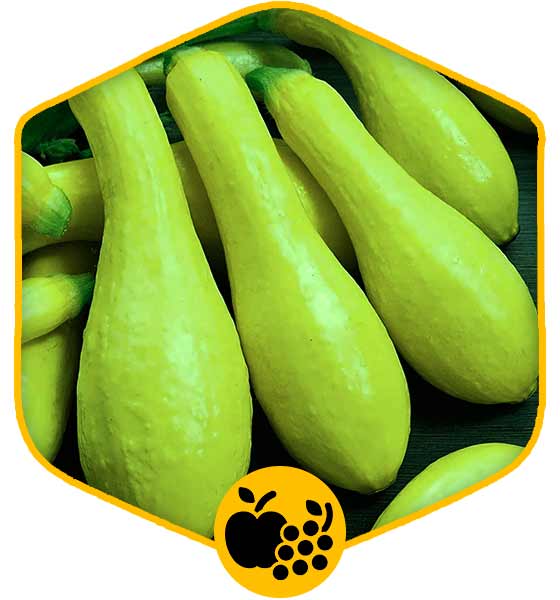 خرید کدو مسما در تهران